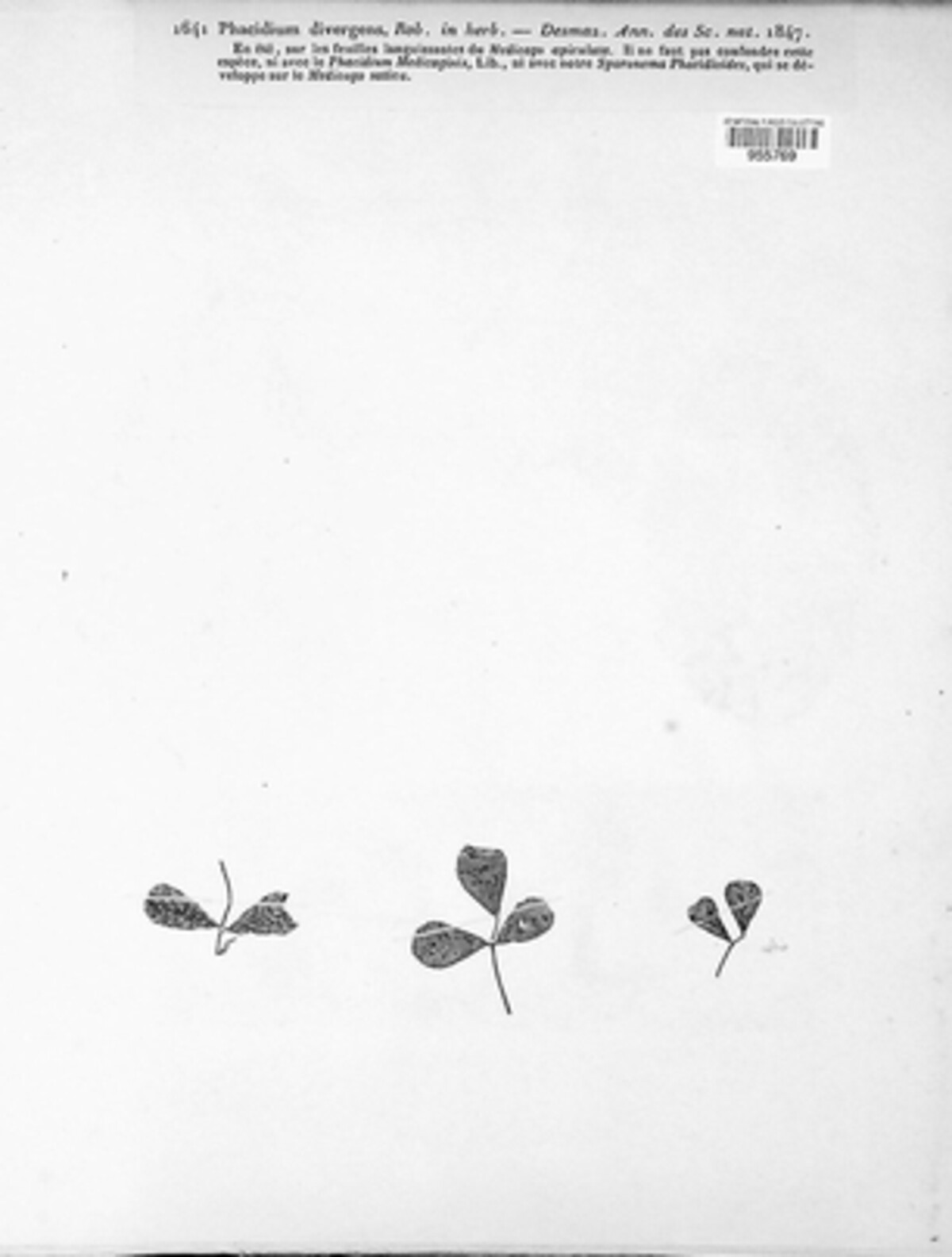 Pseudopeziza divergens image
